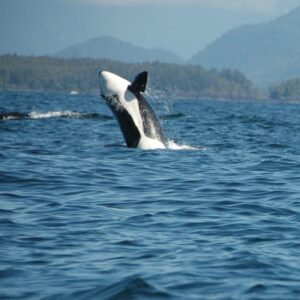 The Power of Contagious Ideas Image